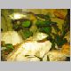 Haplochromis All Red  Nawampasa nostenyek(Halak 067).jpg